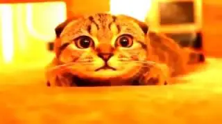 Приколы с животными