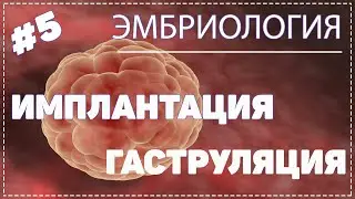 Имплантация и гаструляция / ЭМБРИОЛОГИЯ / Гистология 