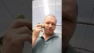 Огурец от комаров