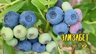 🫐поздний сорт голубики ЭЛИЗАБЕТ❤️ засушенные кусты воскресли😁