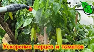 УСКОРЯЕМ СОЗРЕВАНИЕ ТОМАТОВ и ПЕРЦЕВ НА КУСТАХ. Секрет созревания на кустУ. Томаты покраснеют быстро