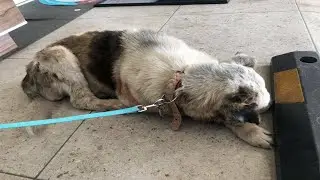 Rescue Poor Dog who was found wandering a neighborhood in critical condition