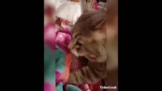 САМЫЙ КРАСИВЫЙ И МИЛЫЙ КОТ В МИРЕ