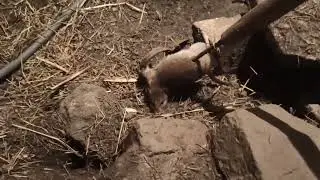 Ловить  крысу на  капкан