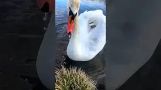 білий лебідь, усім привіт :) 