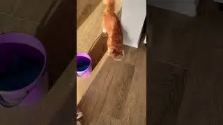Мейн кун  по имени Мартин. #мейнкун