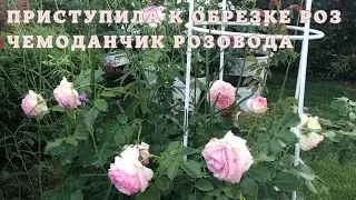 🌹Приступила к обрезке роз✂️. 🍀Чемоданчик розовода🧳.