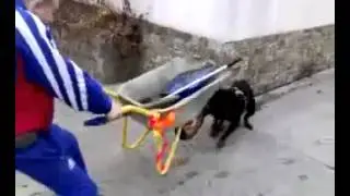 Пес напал на тачку! Прикол!