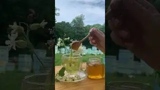 Натуральный липовый чай и натуральный мед с тайги Приморья 🌼🍵🍯