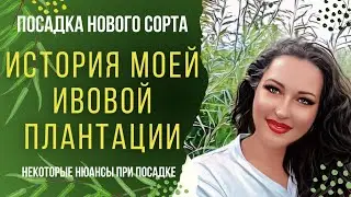 Ивовая плантация. Посадка нового сорта. Нюансы при посадке.