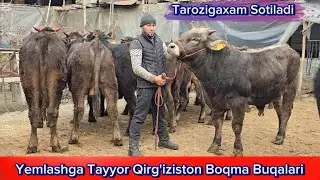 Abbosjondan Yemlashga Tayyor Qirg'iziston Shvet Paroda Boqma Buqalari, 2024