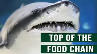 Killer Sharks In The Great Barrier Reef Catching Their Prey