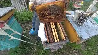 Подсадка матки в улей без матки и расплода. Часть 1