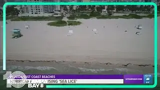 Sea lice stirs up on Florida beaches as Hurricane Lee passes by