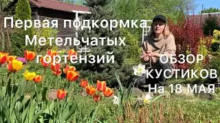 ПЕРВАЯ ПОДКОРМКА МЕТЕЛЬЧАТЫХ ГОРТЕНЗИЙ. Обзор гортензий на 18 мая.