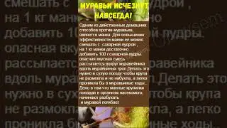 ОТ МУРАВЬЕВ ПОМОГАЕТ С ПЕРВОГО РАЗА!