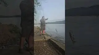 Ohio River Catfish