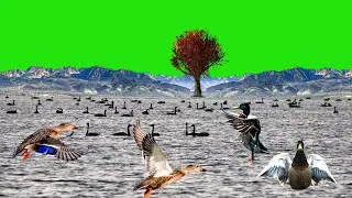 ducks quacking green screen effects | batakh green screen | relaxing place video