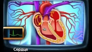 9 Сердце | Строение сердца человека | Развивающий мультфильм для детей