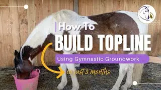 How to Build Your Horse's Topline with Groundwork in 3 Months CASE STUDY and EXERCISES