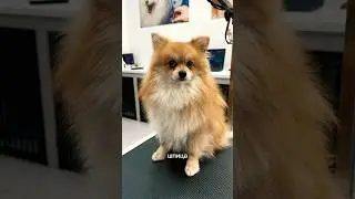 Утро в груминг-салоне🐕