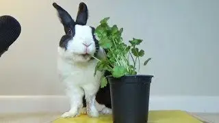 Rabbit Eating ENTIRE Cilantro Plant ASMR