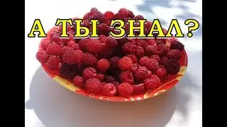 Заготавливаем МАЛИНУ на зиму БЕЗ ВАРКИ!