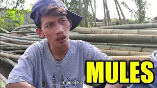 MULES