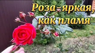 🌹Яркая красотка в нашем саду🌹