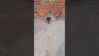 Vida diaria do gato no seu dia dia 1