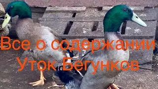 Как содержать Уток Бегунков