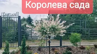 Ива хакуро нишики на штамбе