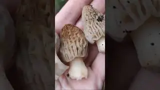 Yeni Kuzugöbeği Sezonunu da böyle açar mıyız?