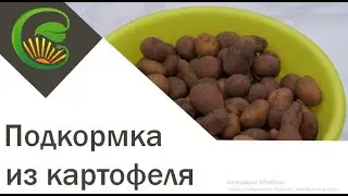 Подкормка из картофеля