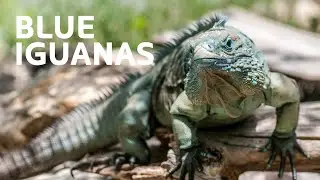 Resurrecting The Majestic Blue Iguana From Extinction