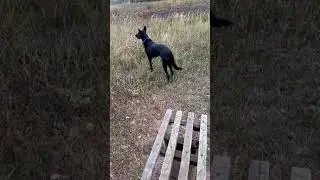 полоса препятствий танкистов,очень страшный белый столик+небольшая лекция про особенности поведения