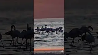 🦩 Flamingos of the Van Lake Basin