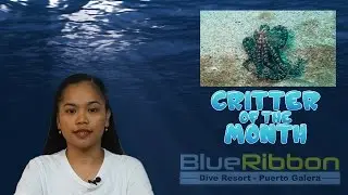 Puerto Galera - Philippines - August Scuba Update