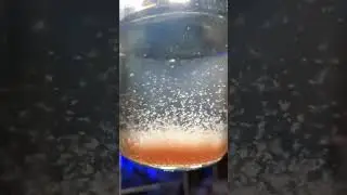 дафния - развожу Дома.
