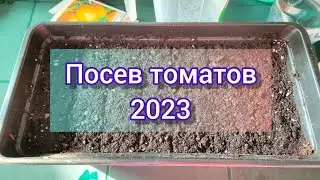 🍅Как я сею томаты🍅