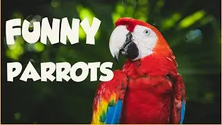 perruche bird food | funny Parrots | parrots lovers  #shorts