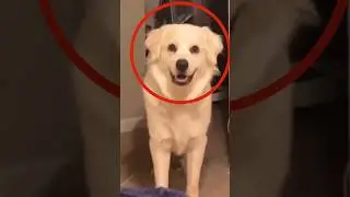 Если Вы Увидите Эту СОБАКУ, Скорее Уходите Оттуда!