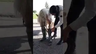 Пломбир учит новый трюк👢