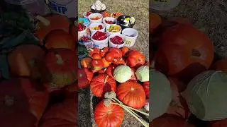 УРОЖАЙ БОМБЕЗНЫЙ. КЛУБНИКУ ЕЩЁ НЕ ПОКАЗАЛА ❤️😍27 сентября 2023 г.