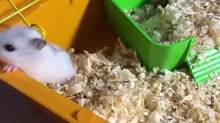 Джунгарский хомяк. Бобби крутит колесо. Жизнь хомячка Часть 3