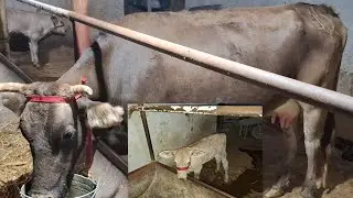 Молхонам бушади 1 та колди Сигир хам сотилди
