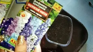 Как я первый раз сеяла ТАКИЕ КРАСИВЫЕ ДЕЛЬФИНИУМЫ! И что у меня взошло)