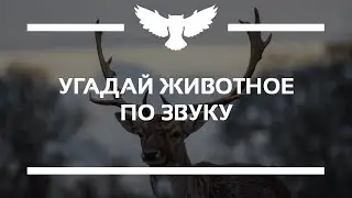 КВИЗ: УГАДАЙ ЖИВОТНОЕ ПО ЗВУКУ