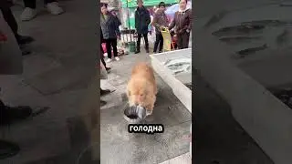 Эта СОБАКА преподает всем урок человечности    ❗🤍   