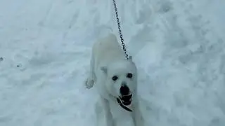 ВЫГУЛ ХАСКИ на замёрзшее озеро.